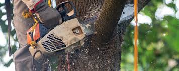 Best Lawn Pest Prevention  in Golden Beach, MD